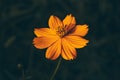 Orange flower on blurred background Royalty Free Stock Photo