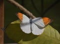 Very Beautiful Orange Tip Butterfly on a Green Leaf Royalty Free Stock Photo