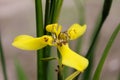 Beautiful Yellow Orchid Flower Blooming Enchanting