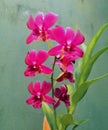 A very beautiful orchid very natural Royalty Free Stock Photo