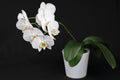 A very beautiful orchid with white blossoms in a flower pot Royalty Free Stock Photo