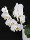 A very beautiful orchid with white blossoms in a flower pot Royalty Free Stock Photo
