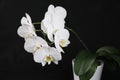 A very beautiful orchid with white blossoms in a flower pot Royalty Free Stock Photo