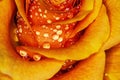 Charming macro orange rose with water drops! Royalty Free Stock Photo