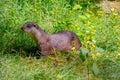 Very beautiful otter