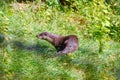 Very beautiful otter