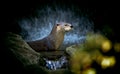 Very beautiful otter in the water under a waterfall