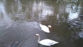 Very beautiful pair of white beautiful swans on the lake Royalty Free Stock Photo