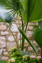 Very beautiful palm trees on the tropical beach Royalty Free Stock Photo