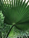 Very beautiful palm trees on the tropical beach Royalty Free Stock Photo