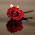 Very beautiful photo with red rose with water drops on grey background! Royalty Free Stock Photo