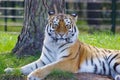 Very beautiful photo of a tiger lying in the grass Royalty Free Stock Photo