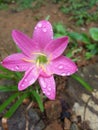 Sri lankan beautiful picture of orchid flower