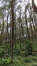 a very beautiful pine forest in the mountains which is very cold