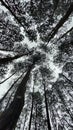 a very beautiful pine forest in the mountains which is very cold