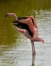 Galapagos flamingo pink birs
