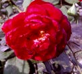 A very beautiful pink colour rose flower and a green bud green leaves and black and white background Royalty Free Stock Photo