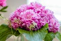 Very beautiful pink peonies made in a bouquet Royalty Free Stock Photo