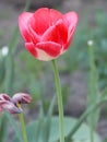 Very beautiful pink tulip. Close-up.
