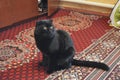 Carnivorous look of a black cat on a carpet