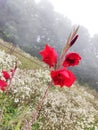 The very beautiful and pretty Red petal flower with white flowers background. Royalty Free Stock Photo