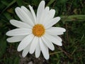 The very beautiful and pretty white flower. Royalty Free Stock Photo