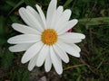 The very beautiful and pretty white and yellow  petal flower with green leaves. Royalty Free Stock Photo