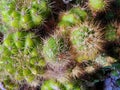 very beautiful prickly cactus flower in the photo from a top view