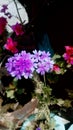 These are very beautiful purple colored verbena clustered flowers.