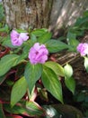 Very beautiful purple colour mini flower plan in srilanka Royalty Free Stock Photo