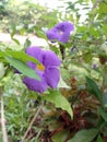 Very beautiful purple flower  plan in srilanka Royalty Free Stock Photo