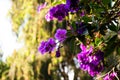 Beautiful Purple Melastoma Candidum flowers bush