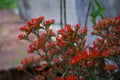 Very beautiful red flowers in the garden.