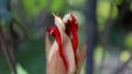 Macro photo of red passion flower or Passiflora miniata flower buds Royalty Free Stock Photo