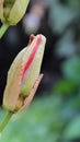 Macro photo of red passion flower or Passiflora miniata flower buds Royalty Free Stock Photo