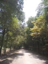 very beautiful road beside the trees lined up neatly Royalty Free Stock Photo