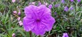 very beautiful ruellia tweediana flower