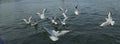 Very beautiful Siberian birds are playing in the river Ganges Royalty Free Stock Photo