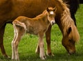 A very beautiful small chestnut foal of an Icelandic horse with a white blaze, standing near to it`s mother in the meadow Royalty Free Stock Photo