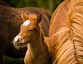 A very beautiful small chestnut foal of an Icelandic horse with a white blaze, standing near to it`s mother in the meadow Royalty Free Stock Photo