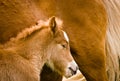 A very beautiful small chestnut foal of an Icelandic horse with a white blaze, standing near to it`s mother in the meadow Royalty Free Stock Photo