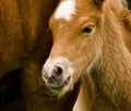 A very beautiful small chestnut foal of an Icelandic horse with a white blaze, standing near to it`s mother in the meadow Royalty Free Stock Photo