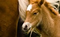 A very beautiful small chestnut foal of an Icelandic horse with a white blaze, standing near to it`s mother in the meadow Royalty Free Stock Photo