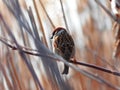 Very beautiful sparrow in the reeds Royalty Free Stock Photo