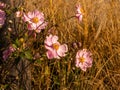 Anemone tomentosa Robustissima, or Grapeleaf Anemone in flower during the autumn Royalty Free Stock Photo