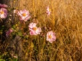 Anemone tomentosa Robustissima, or Grapeleaf Anemone in flower during the autumn Royalty Free Stock Photo