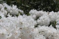 Very beautiful spring flowering shrubs Royalty Free Stock Photo