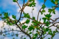 Very beautiful spring and summer background, young branches against the blue sky with clouds and gently green leaves of black curr Royalty Free Stock Photo