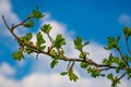 Very beautiful spring and summer background, young branches against the blue sky with clouds and gently green leaves of black curr Royalty Free Stock Photo