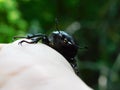 Very beautiful Stag beetle.Stag beetle. Big insect.
